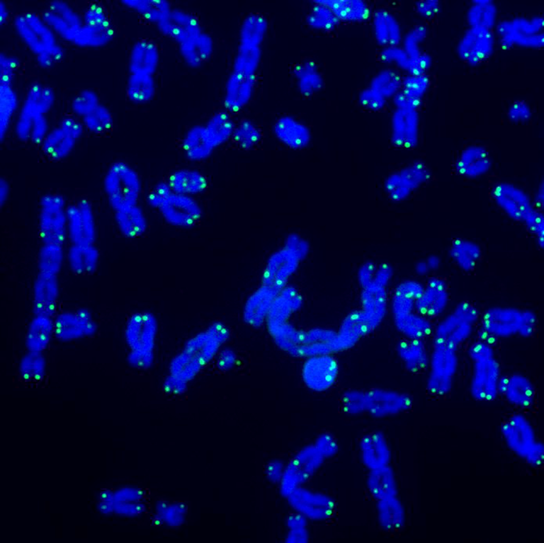 Telomeres from the Karlseder lab